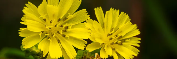 Sommerfest der FDP Kreis Segeberg